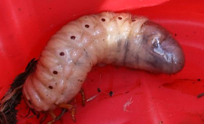 grub